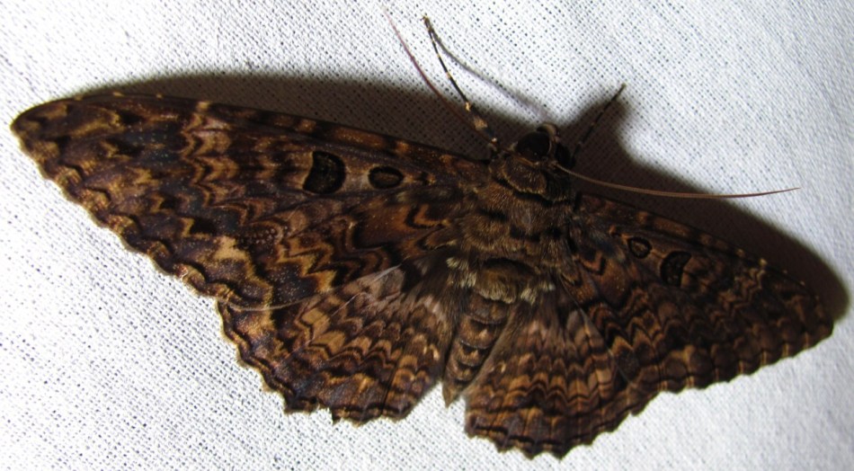 Mariposa Negra