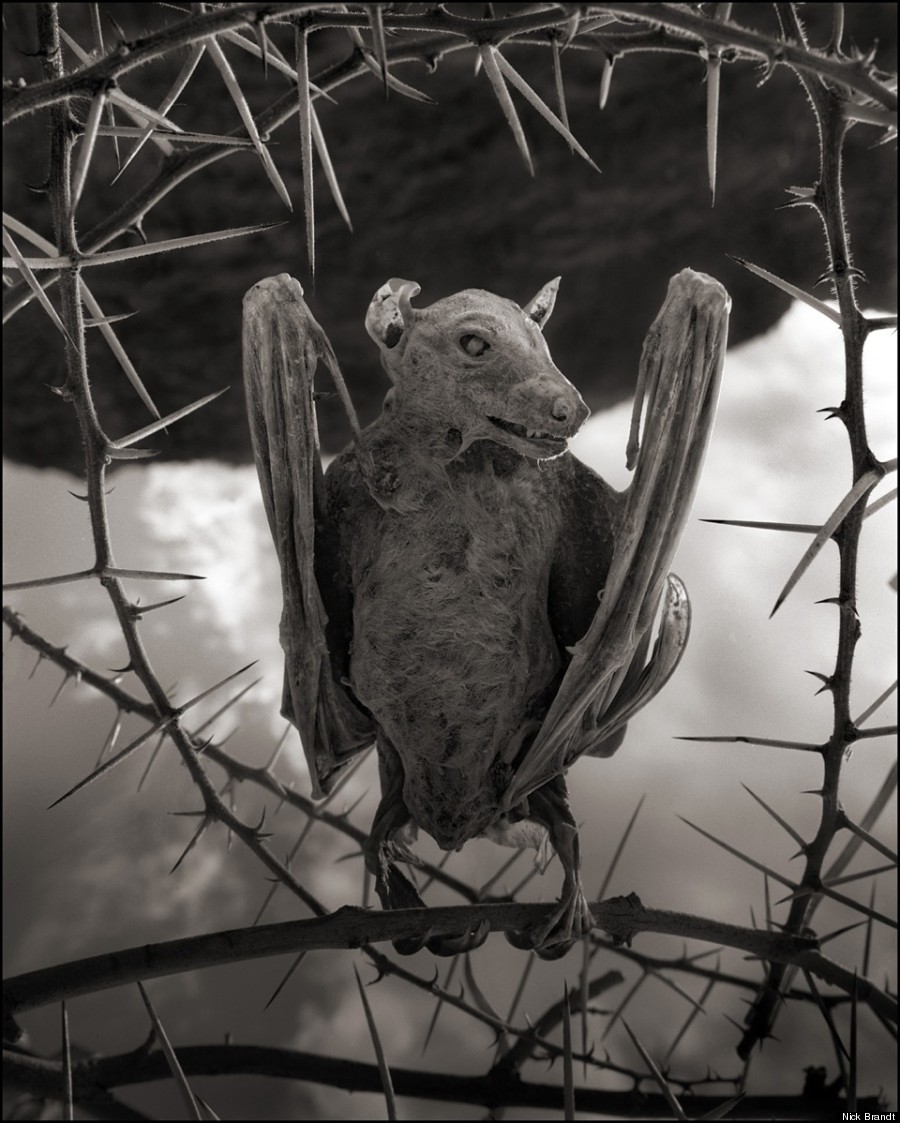 1 NICK BRANDT CALCIFIED-BAT-900