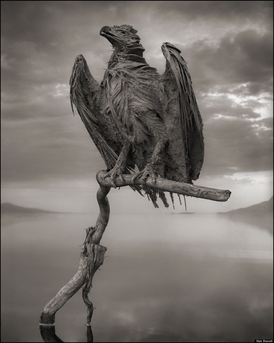 2 NICK BRANDT CALCIFIED-FISH-EAGLE-900