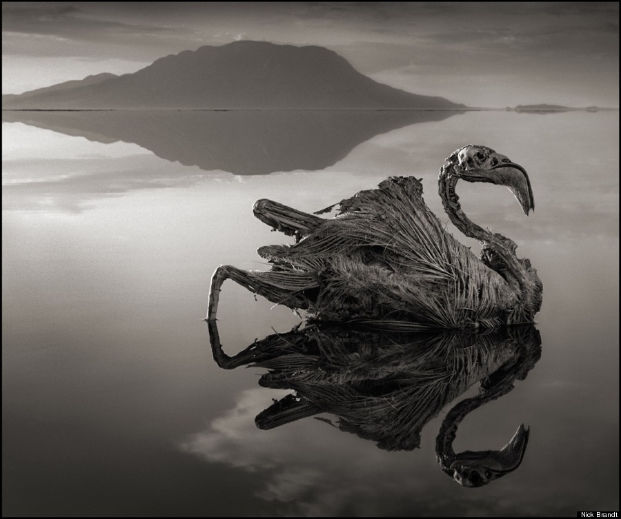 3 NICK BRANDT-CALCIFIED-FLAMINGO-900