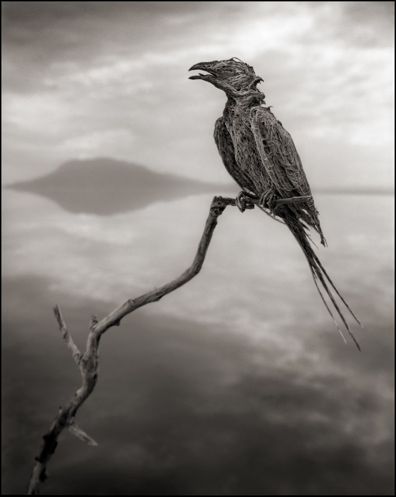4 Nick Brandt Bird Calcified