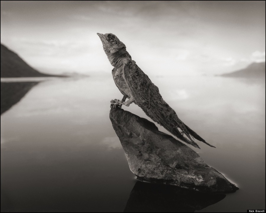 5 NICK BRANDT CALCIFIED-SWALLOW-900