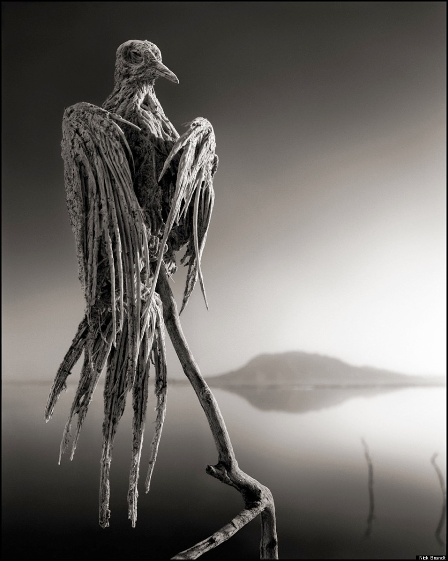 6 NICK BRANDT CALCIFIED-DOVE-900